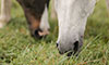 lyme-disease in horses Q&A