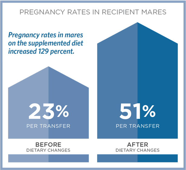Pregnancy Rates in Recipient Mares Chart. 23% per Transfer before Dietary Changes, 51% per Transfer after Dietary Changes.