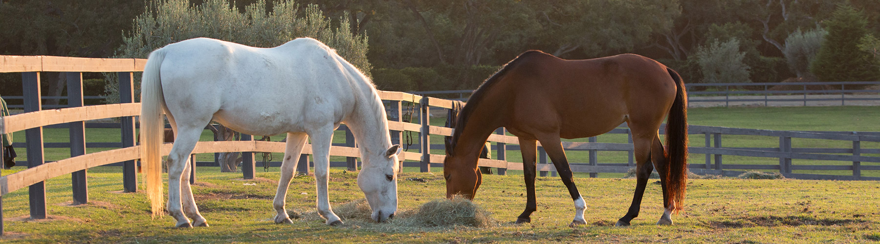 hay and pasture