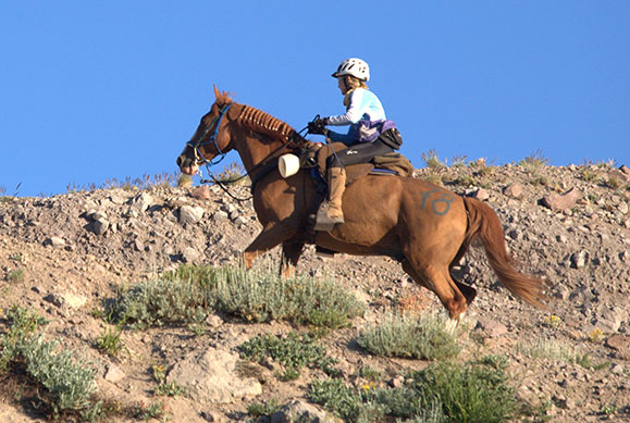 endurance horse