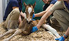 contracted tendons in foals