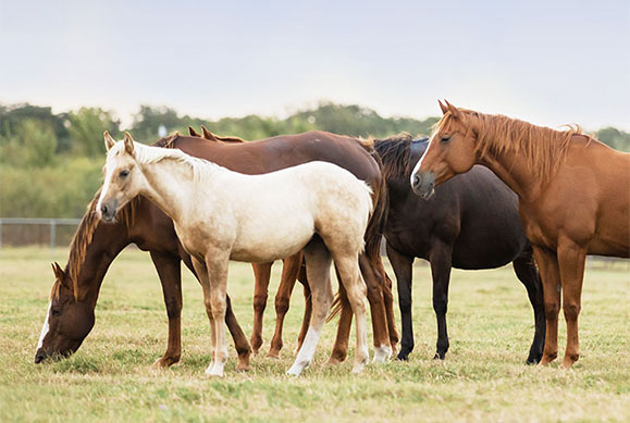 reproduction and fertility