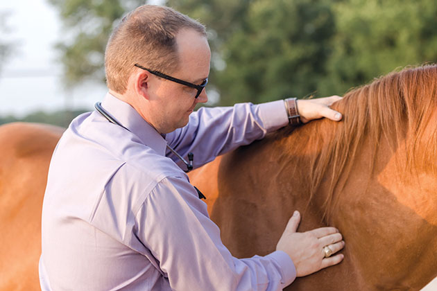 HYPP in Horses