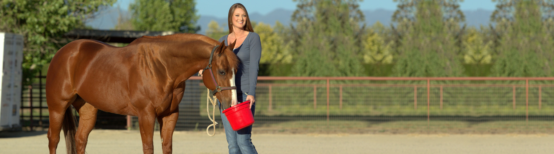 Horse Allergy Supplements Allergies in Horses
