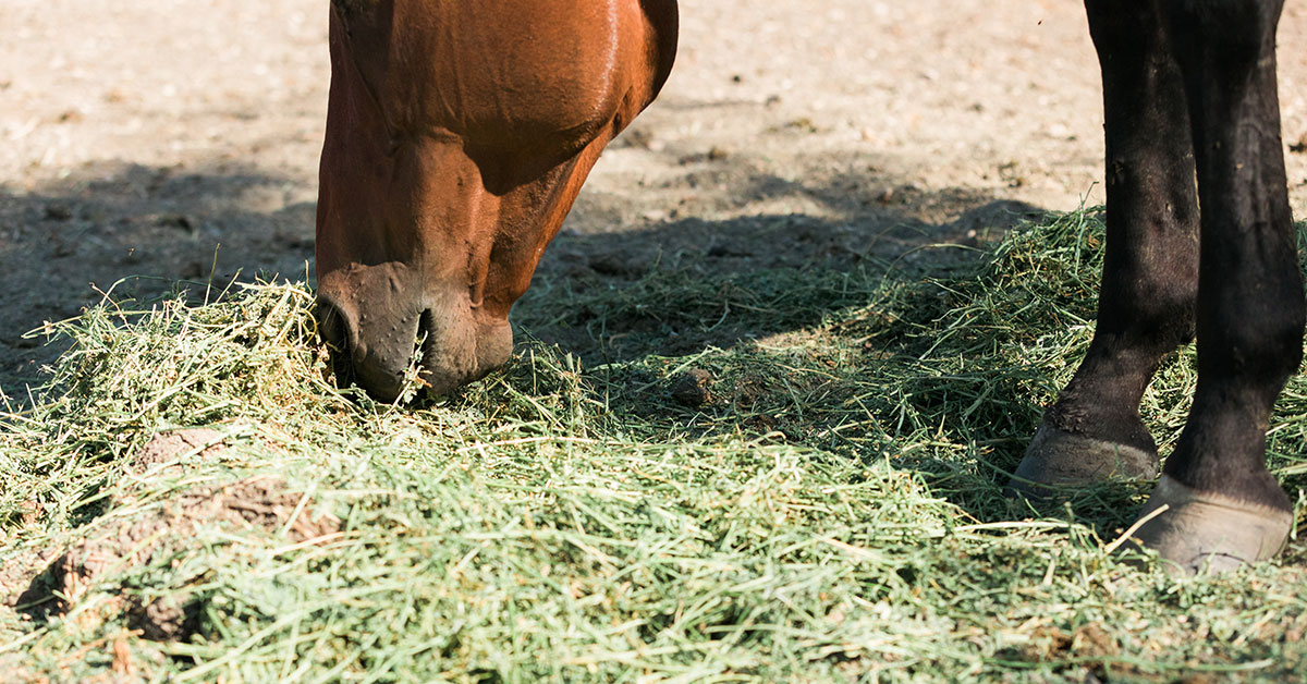 Hay is for Horses LongStem vs. ShortStem Forage