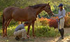 Happy Feet: The Art of Nourishing the Equine Hoof