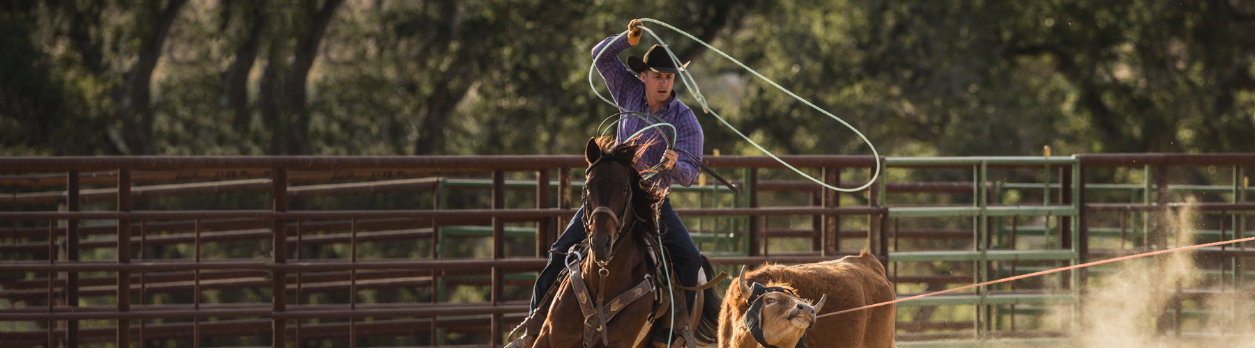 Team Roping - Western - Performance - Horses