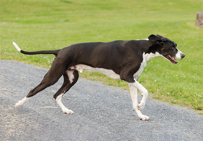 canine mobility