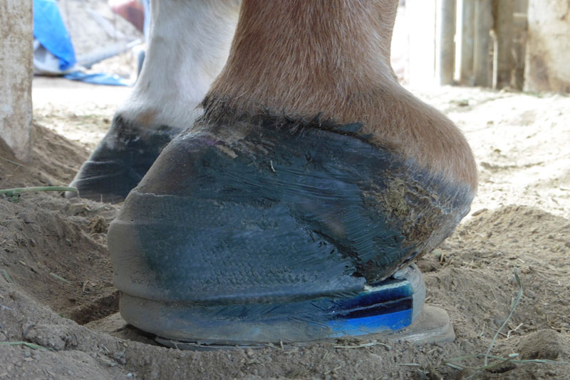 Laminitis in Horses