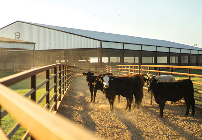 taylor sheridan western