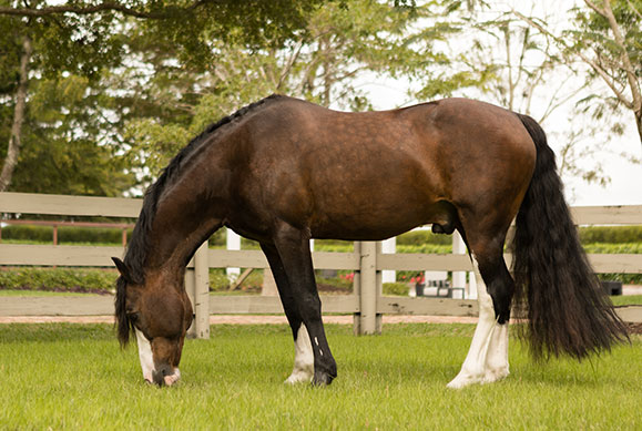 Karen Polle with horse