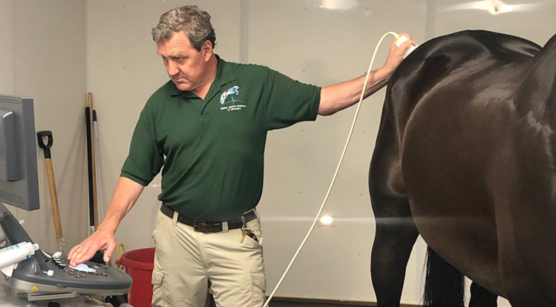 scanninghorse