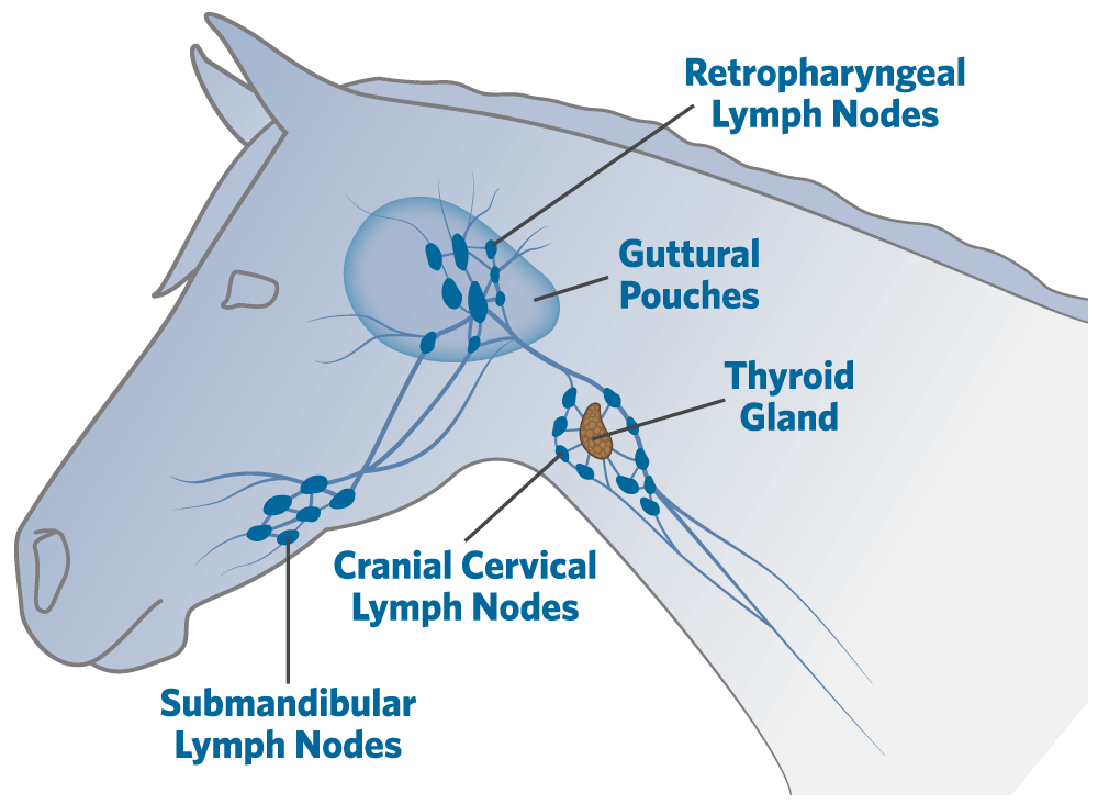 Diagram showing a horse’s retropharyngeal, cranial cervical and submandibular lymph nodes, guttural pouches and thyroid gland