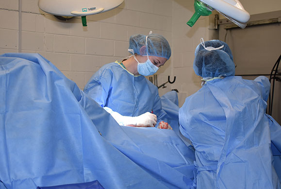 horse surgery