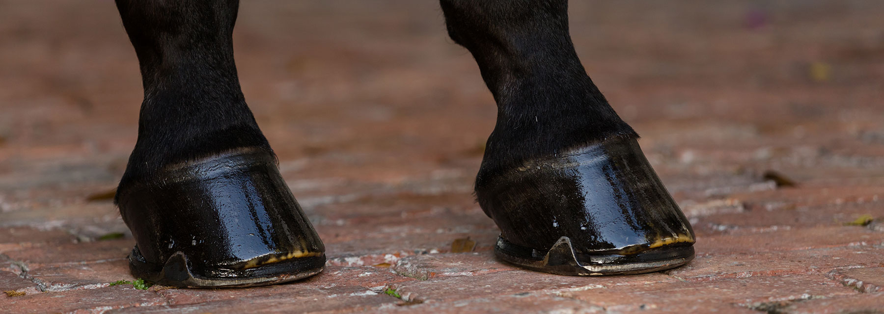 healthy horse hooves