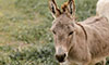 Feeding Donkeys and Mules