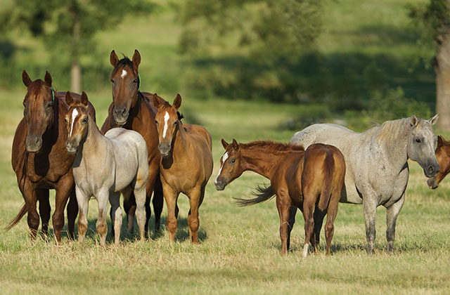 horses
