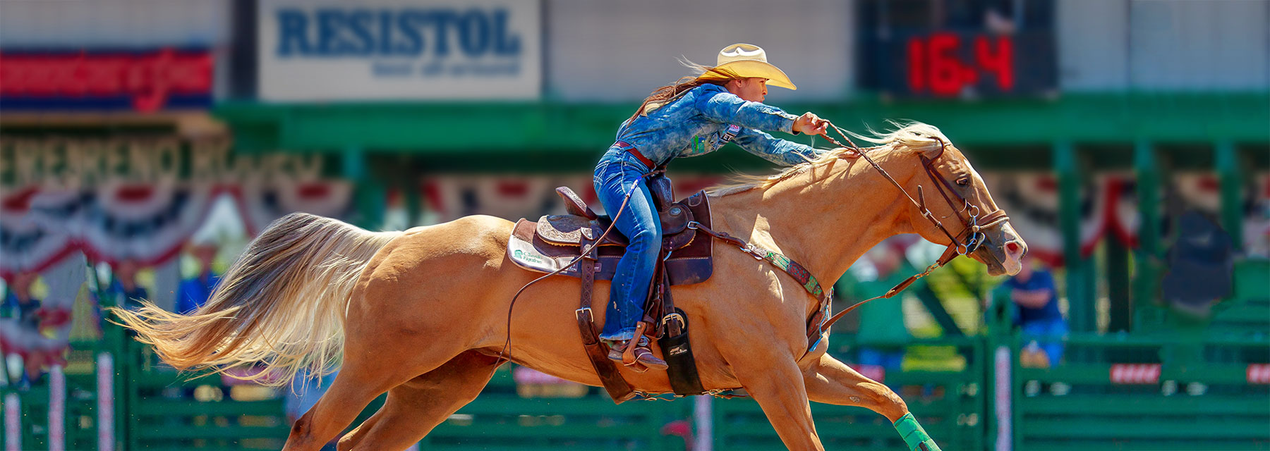 barrel racing horses