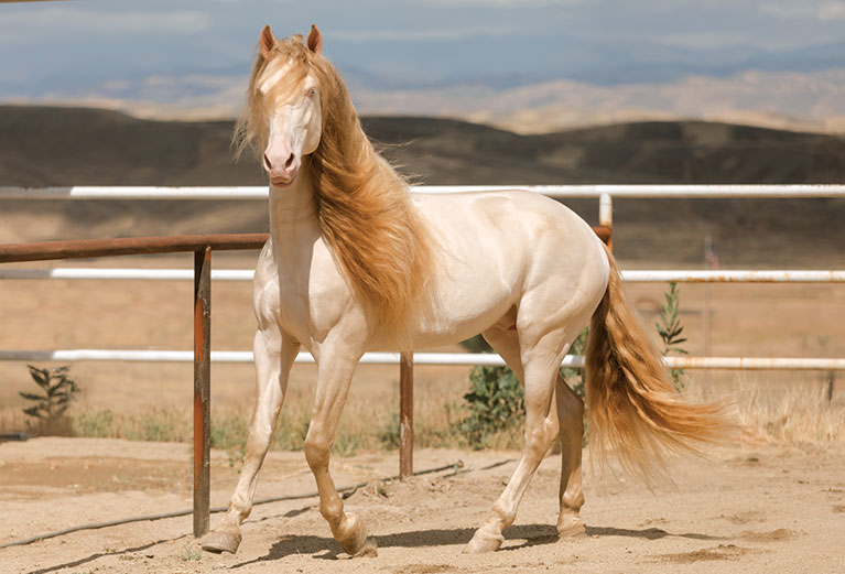 precision medicine for genetics in horses