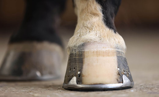 nutrients for hoof health