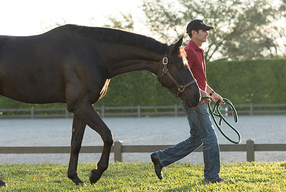 Equine Herpesvirus