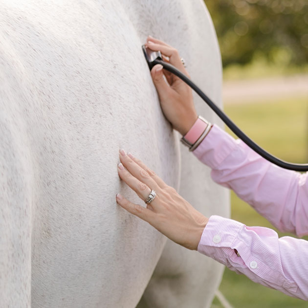 horse wellness exam