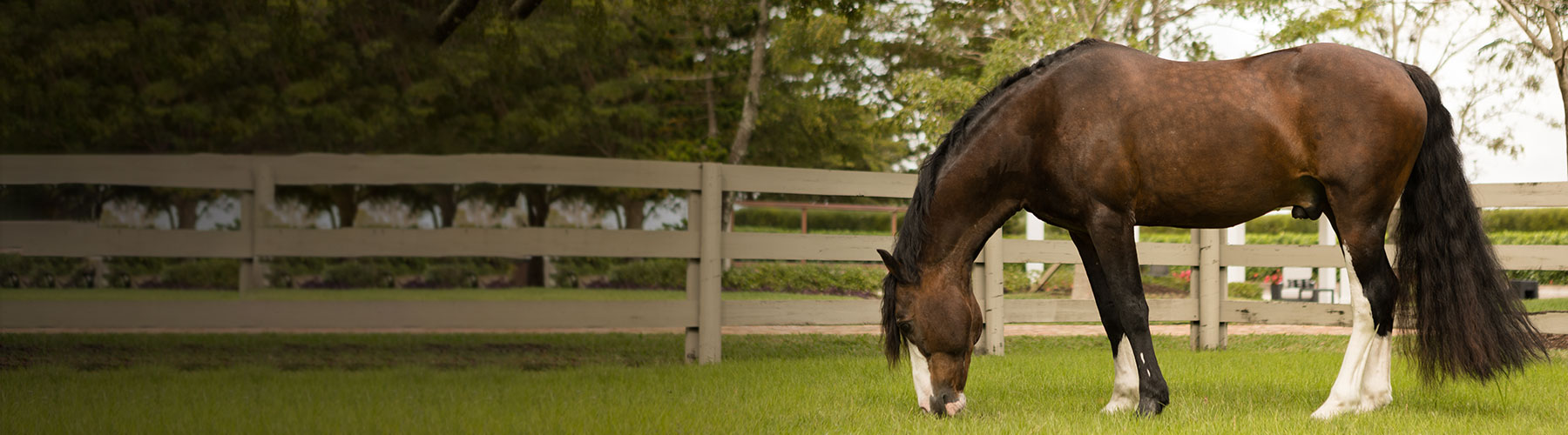 Horses Conditions Allergy bottom Canada