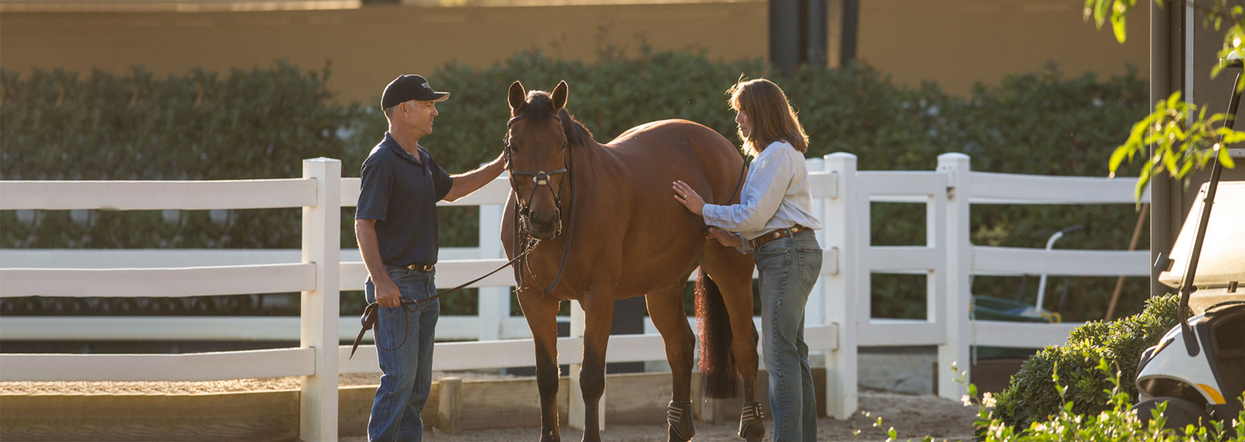 EVOLUTION OF HORSE COLIC SURGERY