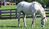 thoroughbred retirement farm