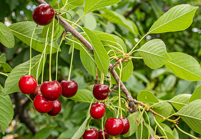 Cherry