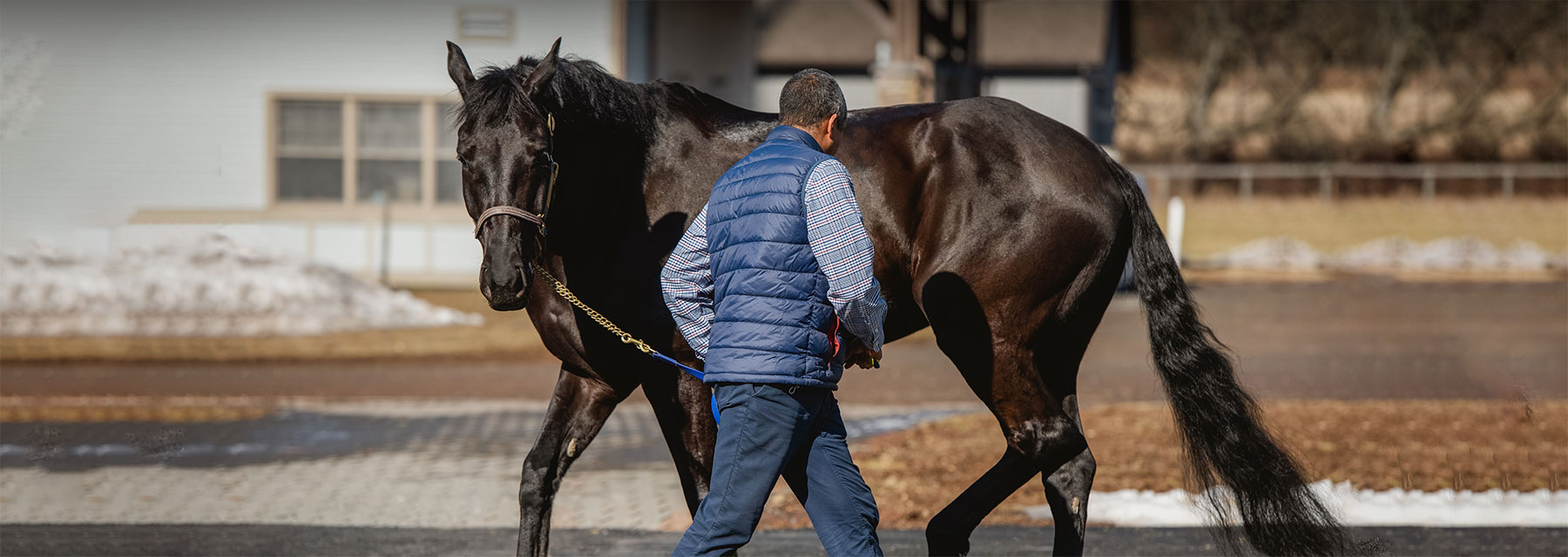 horses with EPM