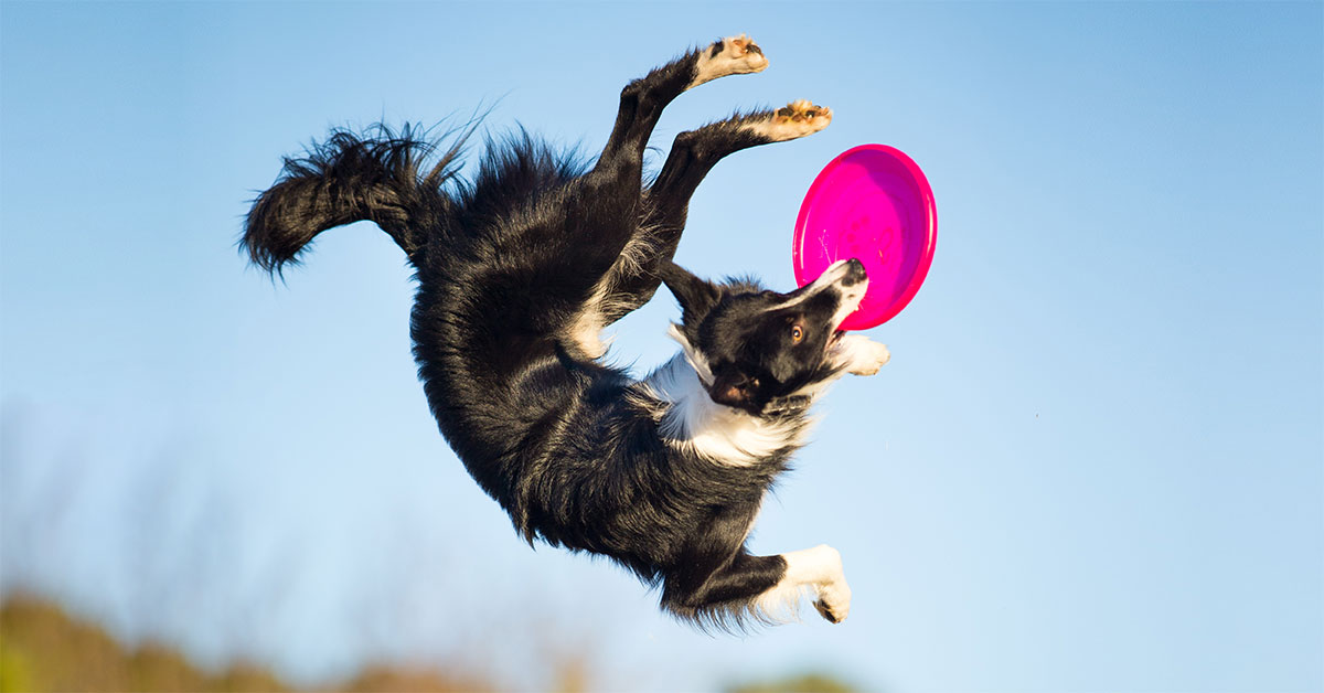 Dog Frisbee Competition | High-Flying Disc Dogs | Canine Sports