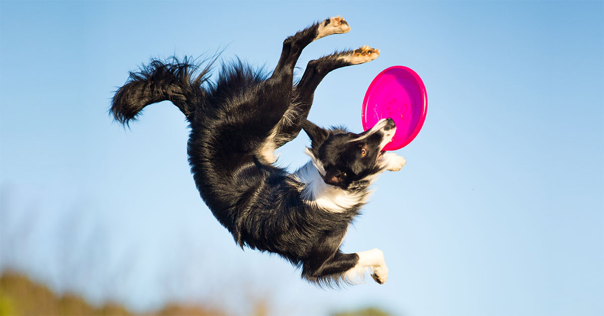 Best Dog Frisbee Offer Online, Save 44 jlcatj.gob.mx