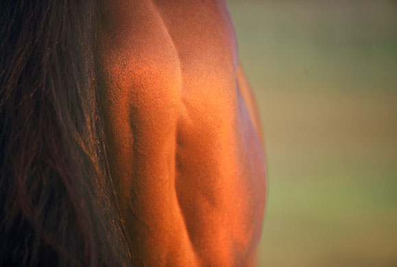 closeup of horse's muscles