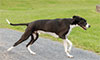 canine mobility