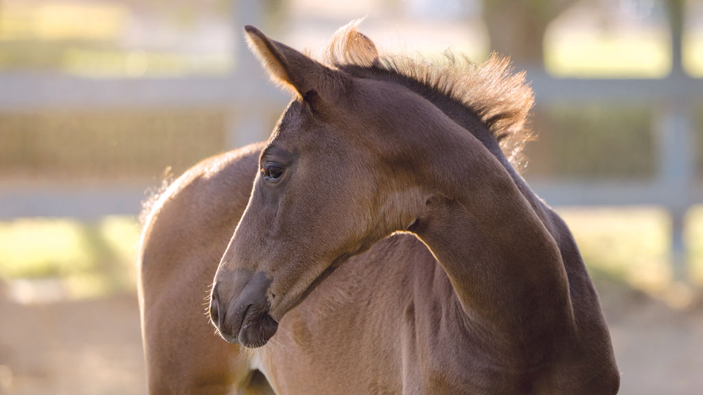 Dark horse in profile outdoors