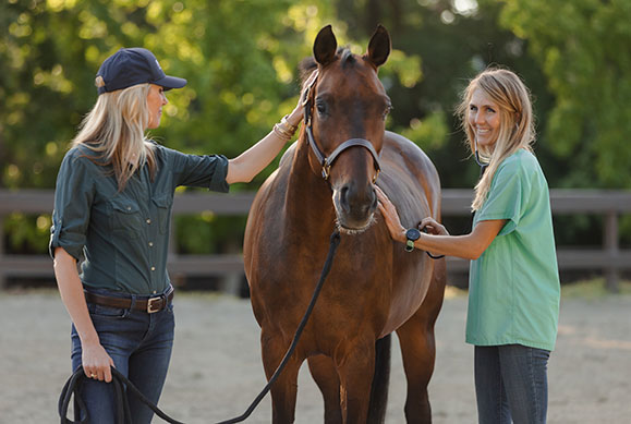 colic in horses