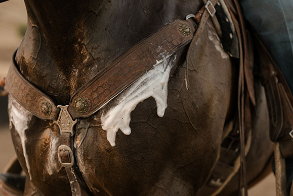 non-swearing in horses