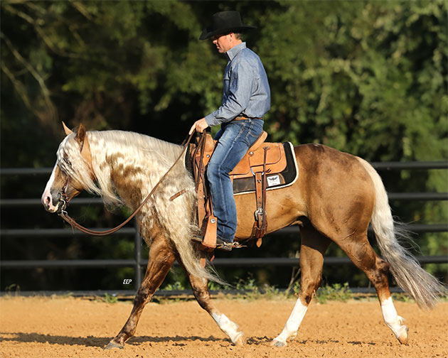 Trevor Brazile riding horse