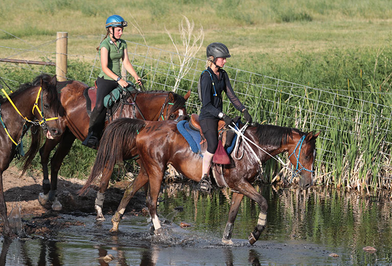 Endurance Horse Riding Sport