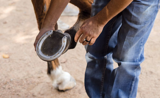 breakover in horses