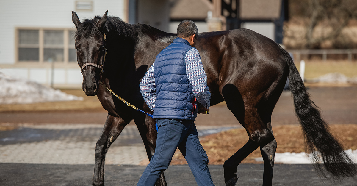 EPM in Horses Equine Protozoal Myeloencephalitis