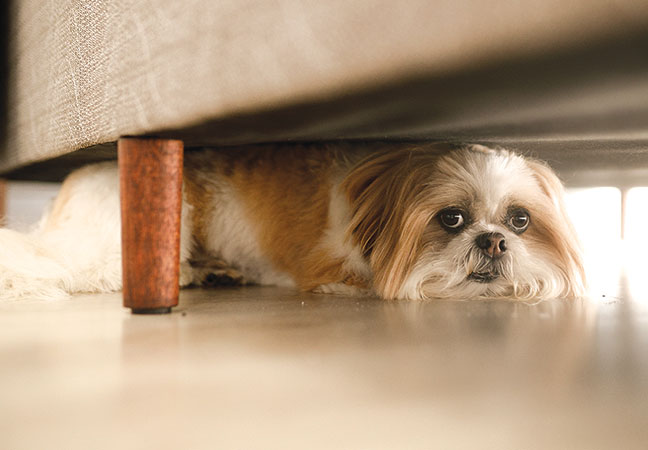 canine calming