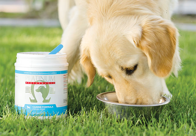 fresh dog food