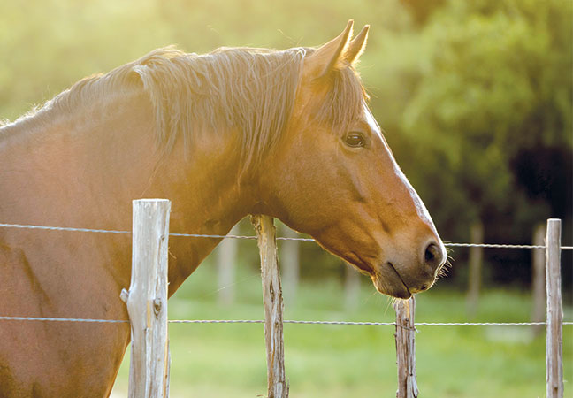 Dietary Care for Managing Difficult Metabolic Cases