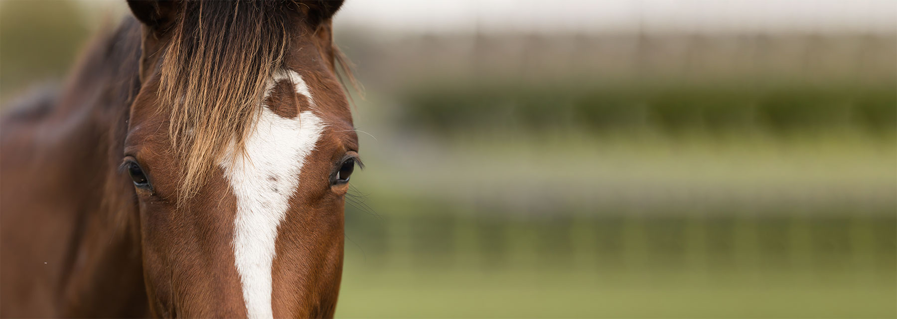 More Targeted Diagnostic Investigations Warranted for Headshaking in Horses – Study 