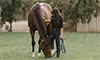 Understanding Ulcers in Horses