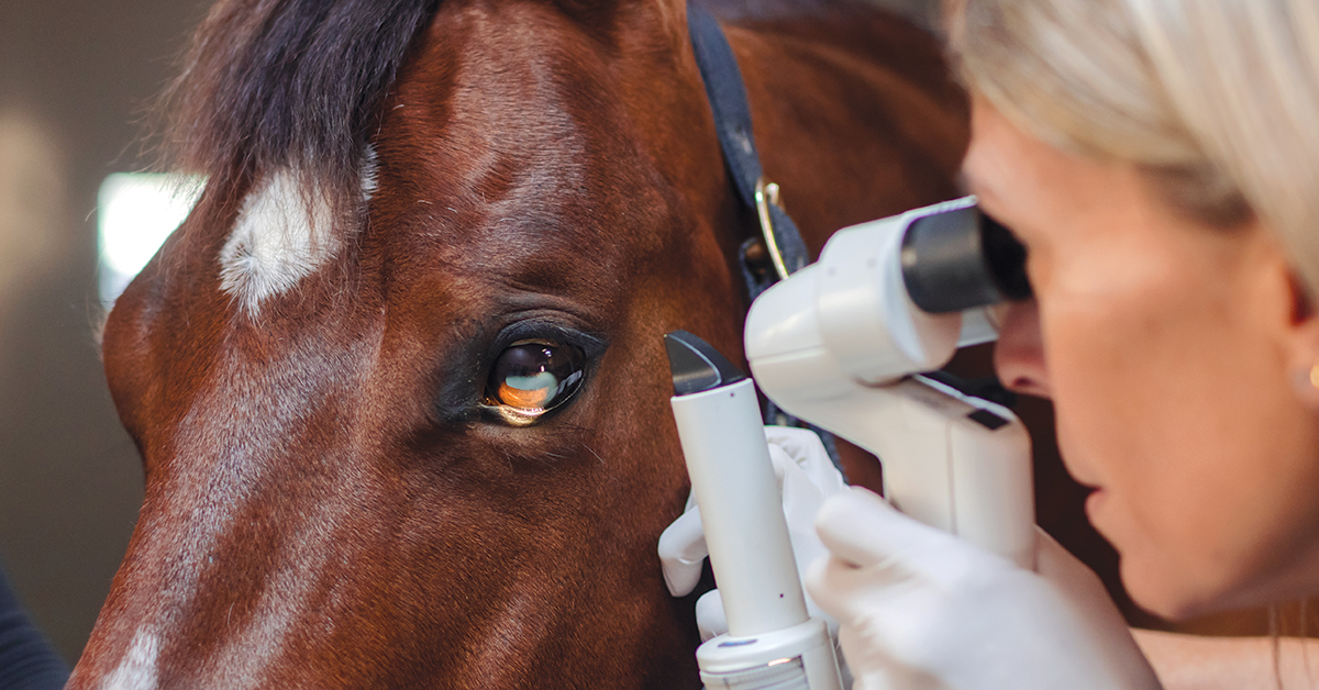 Moon Blindness in Horses