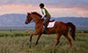 simple feeding for horses