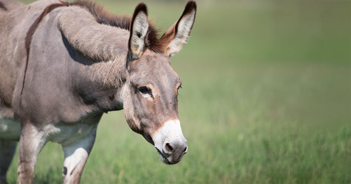 Mules and Donkeys: Understanding and Appreciating Their Versatility and  Athletic Abilities